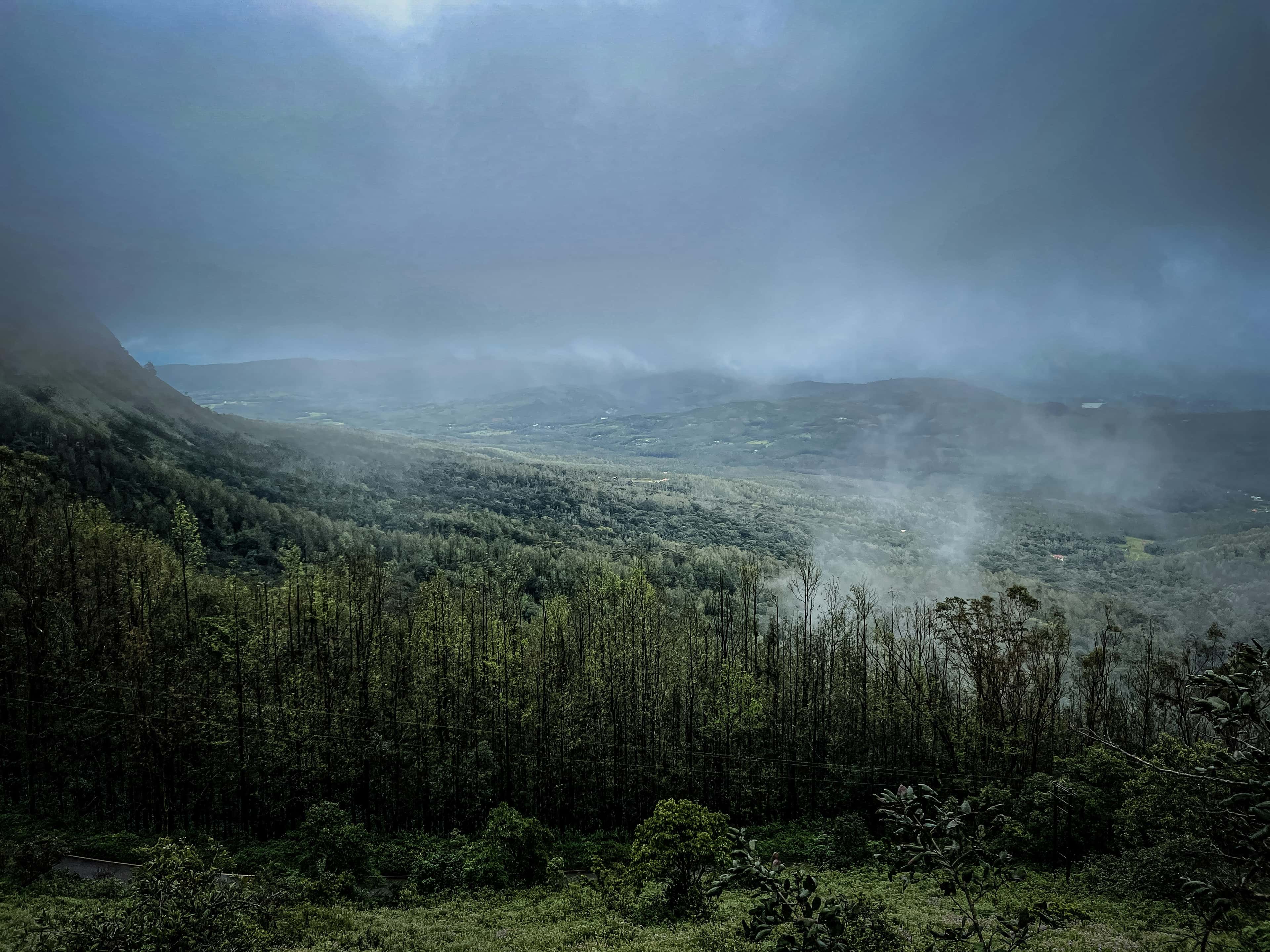 Tall forest trees in soft light