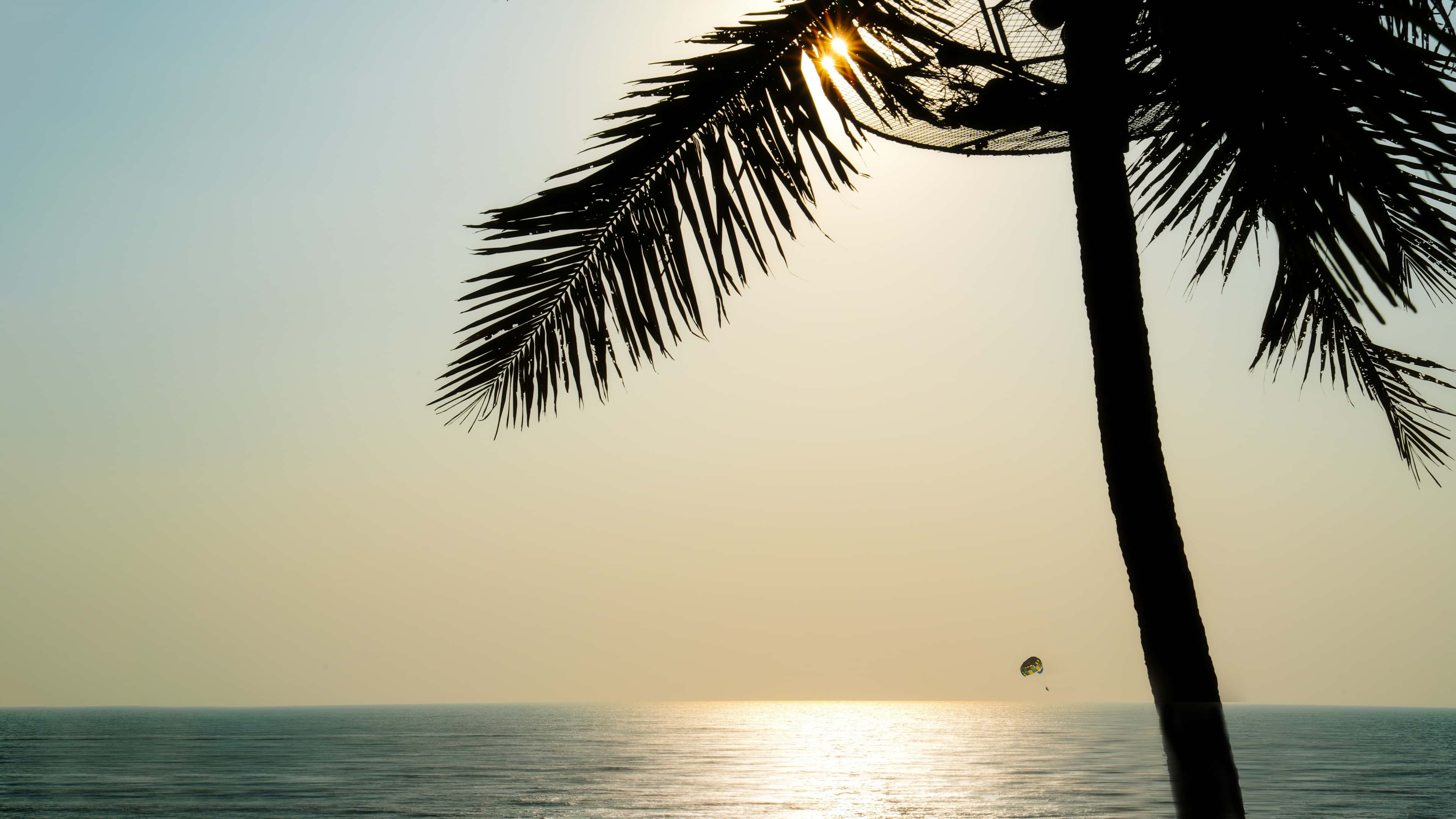 Palm silhouette over the sea at golden hour