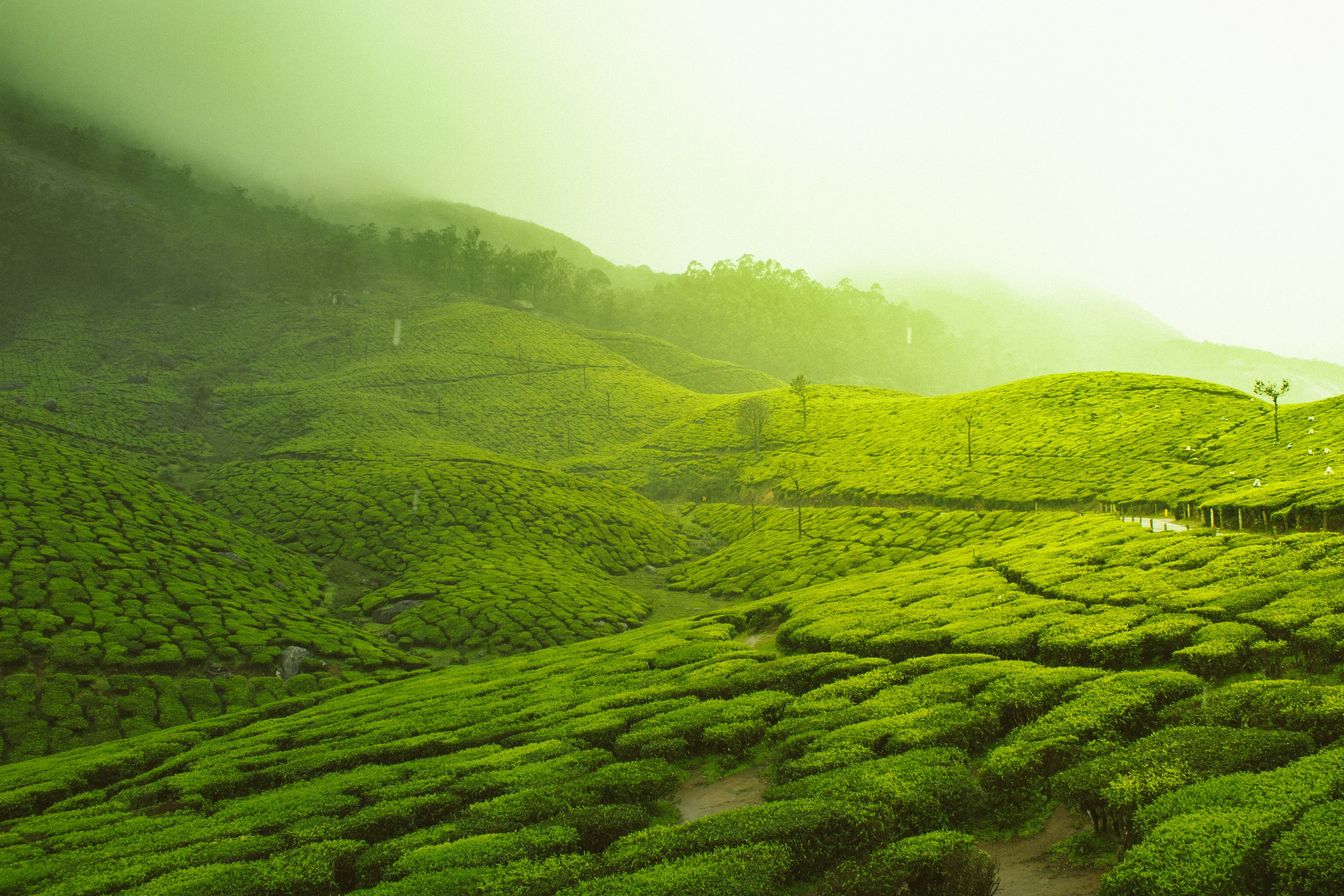 Tea gardens rolling over the hills of Munnar