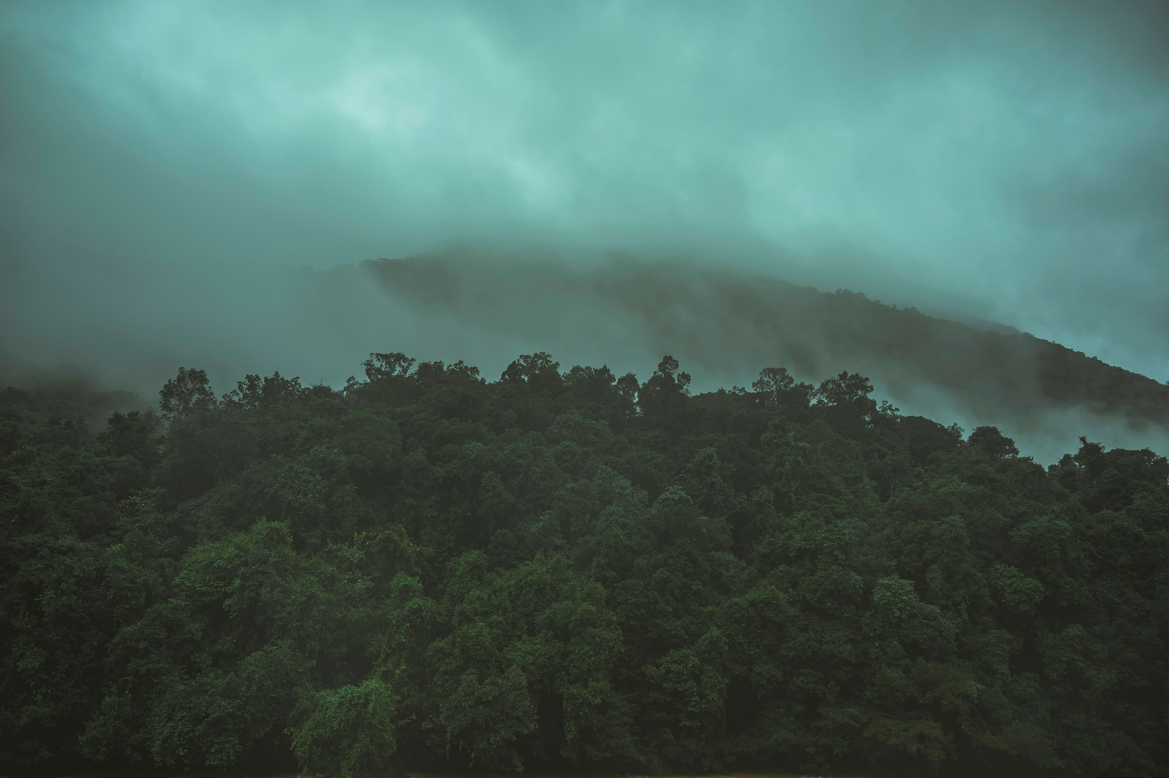 Rainforest canopy under low clouds
