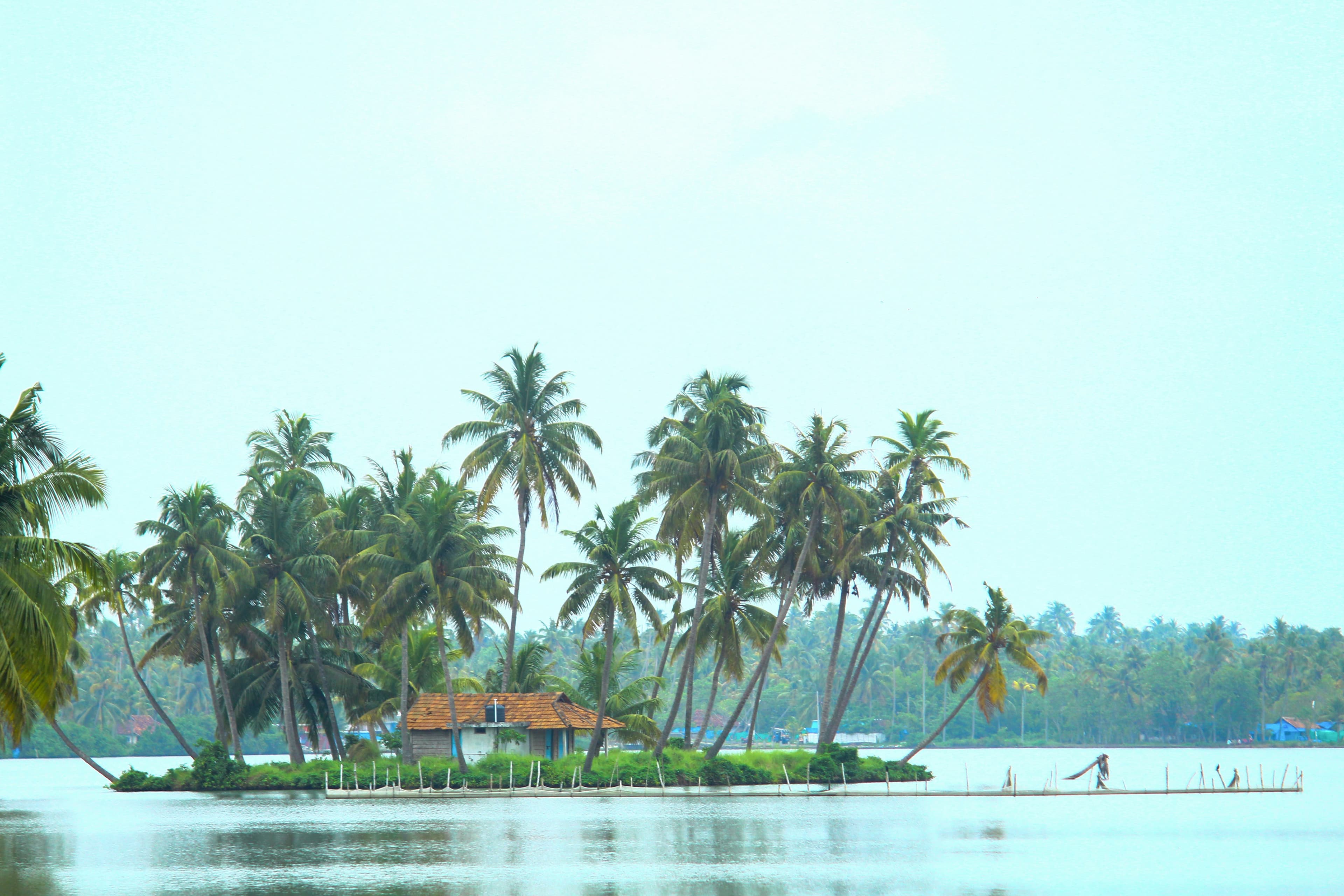 Coconut palms along a Kerala lagoon