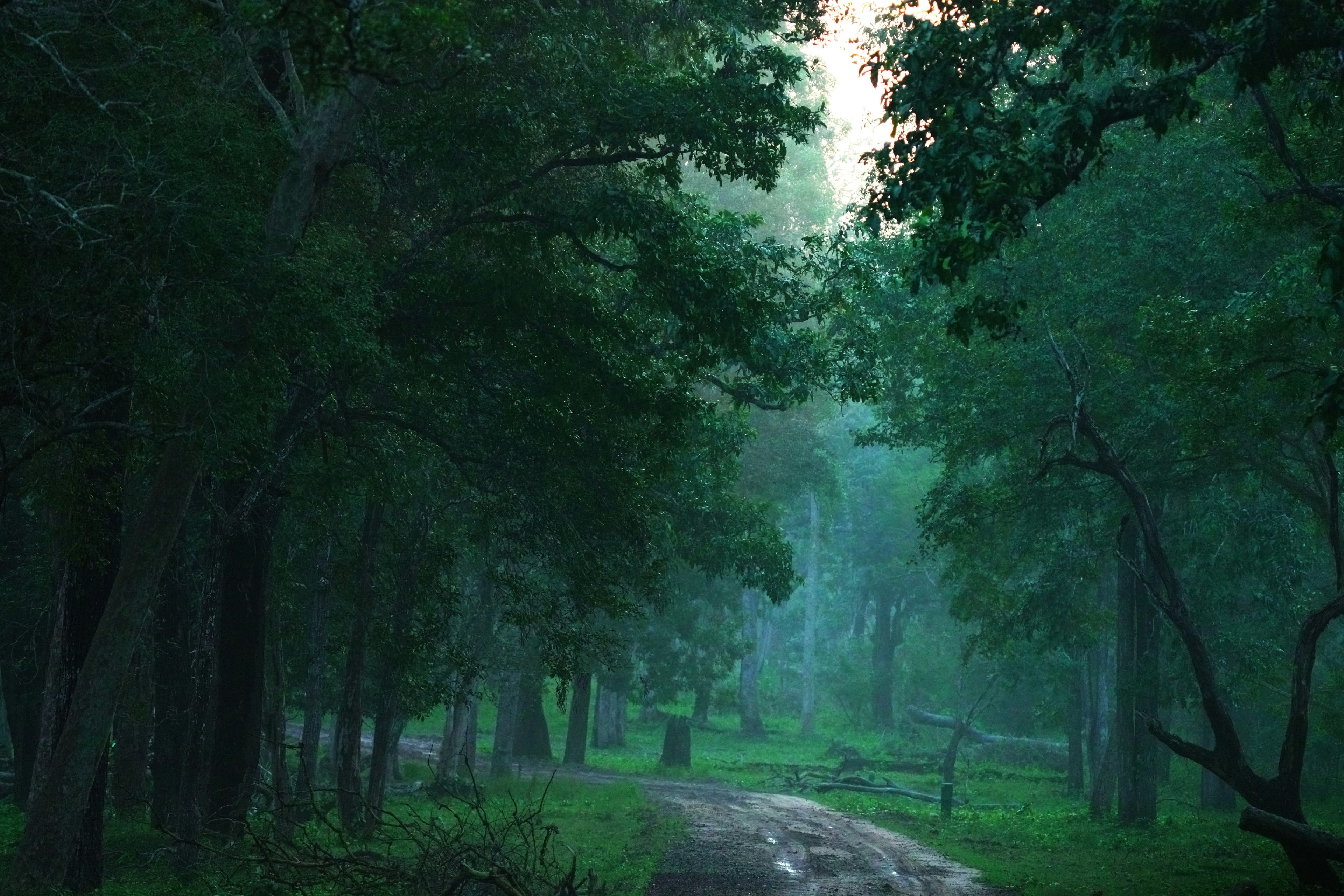 Misty forest path through tall trees