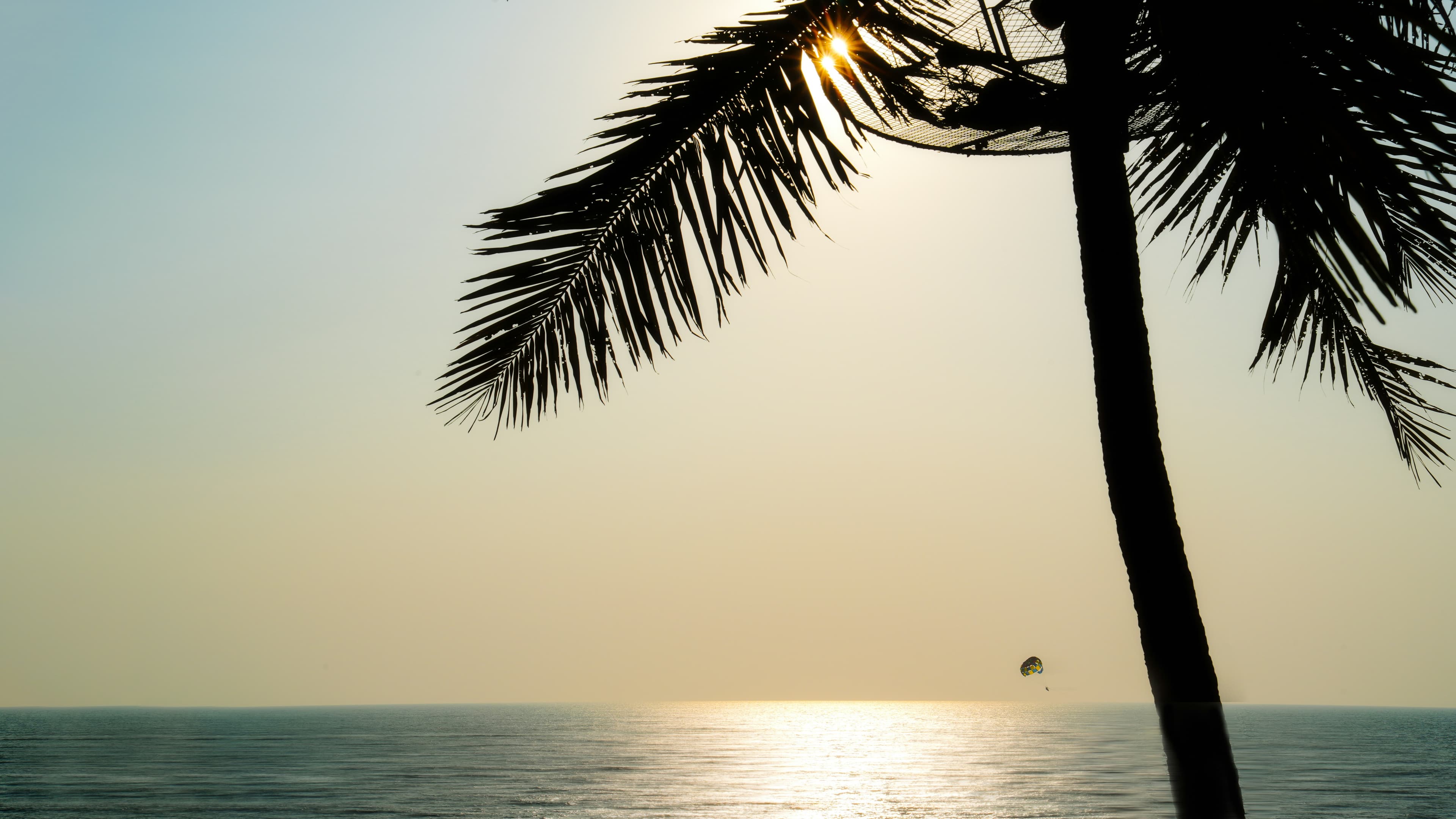 Palm silhouette over the sea at golden hour