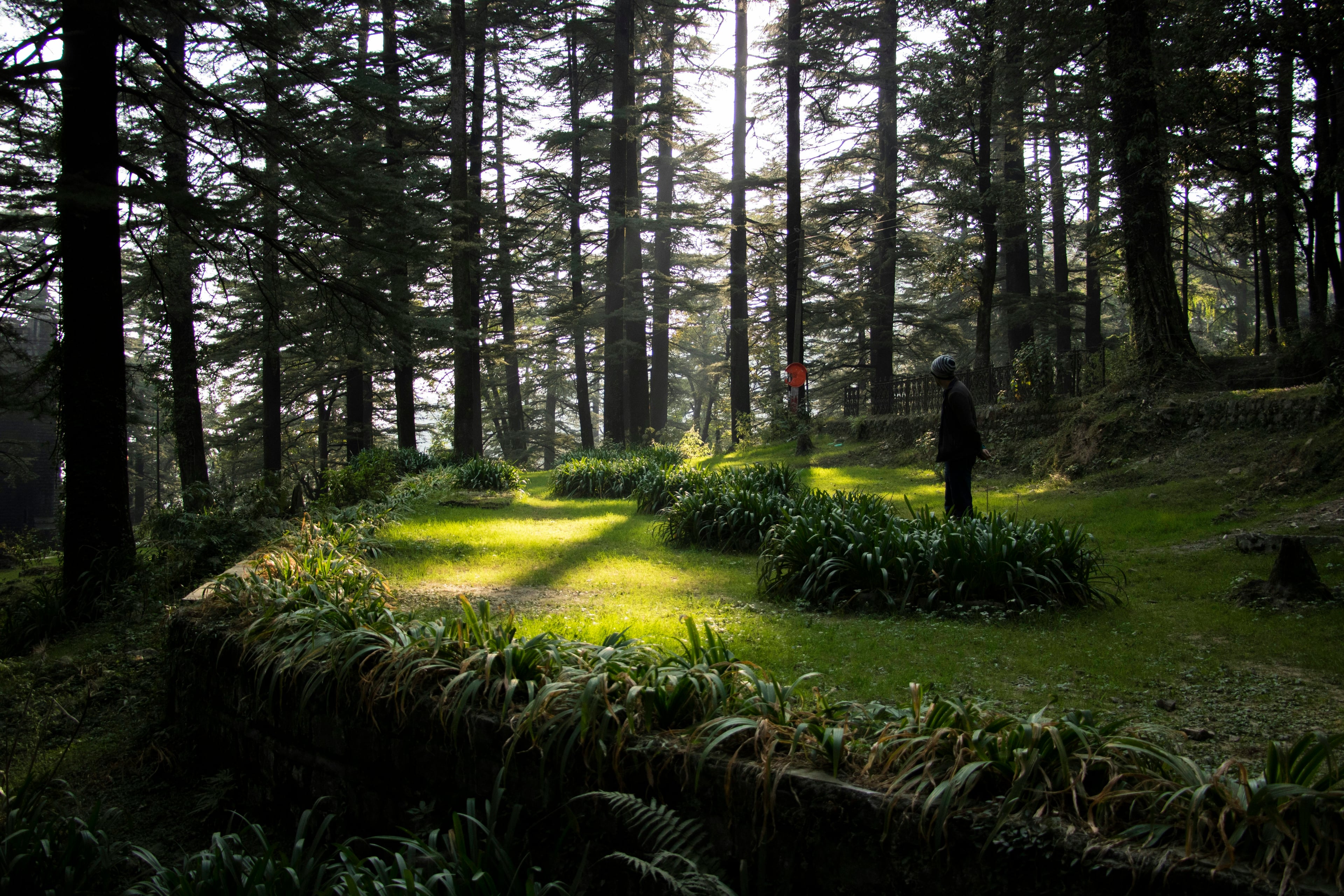 Path through a sunlit deodar forest