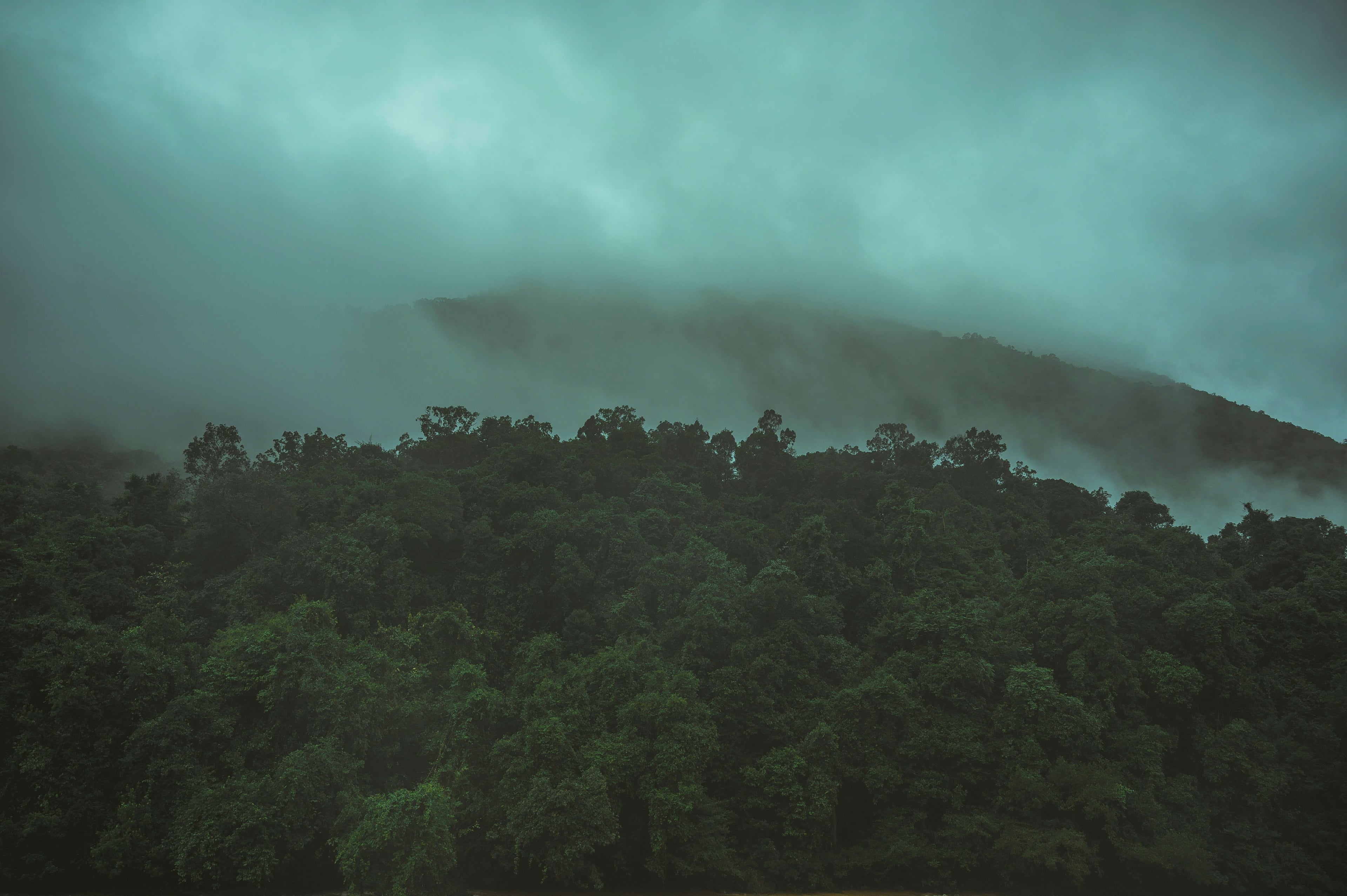Rainforest canopy under low clouds