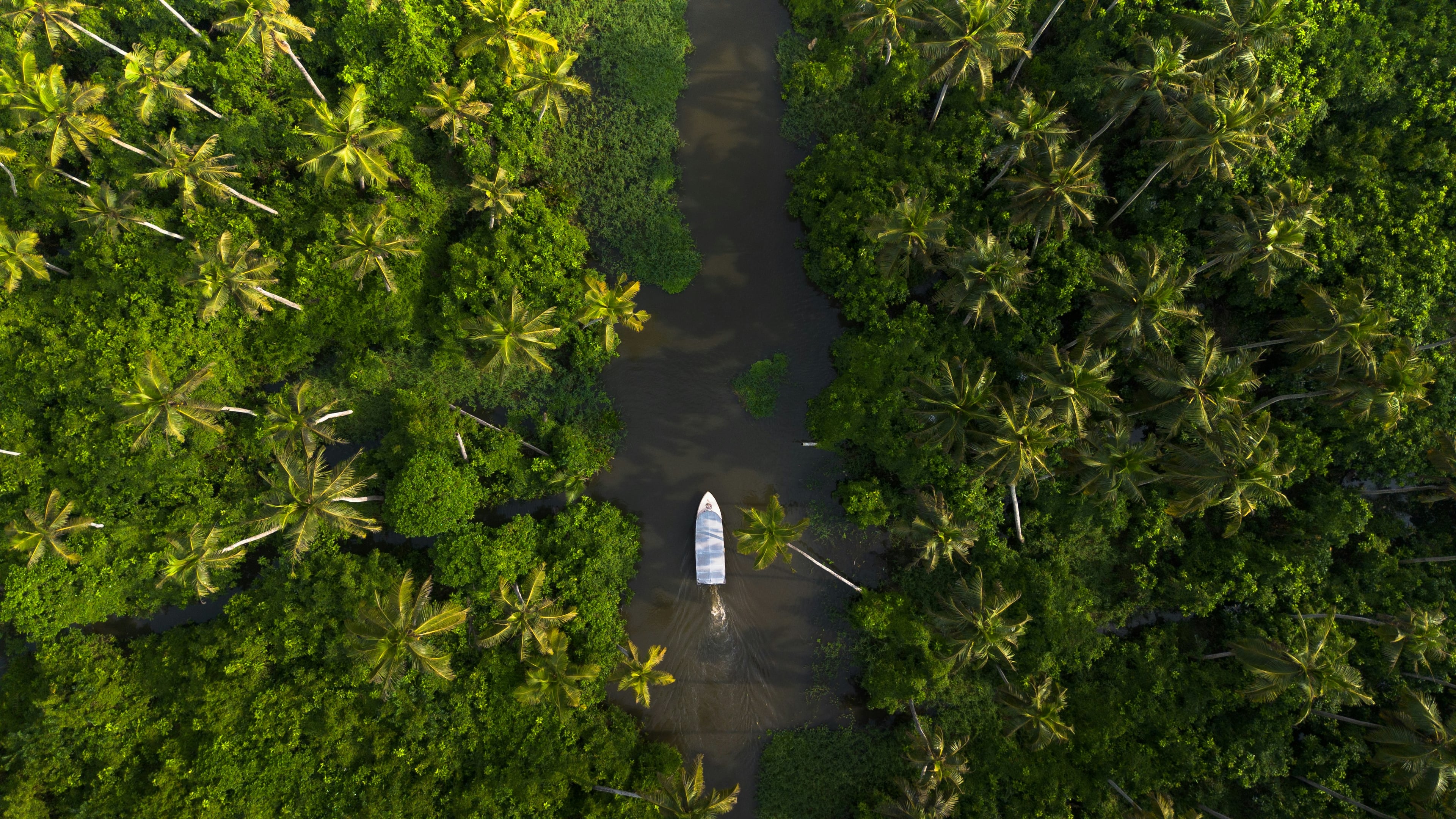 Aerial view of a boat on a river through dense palms