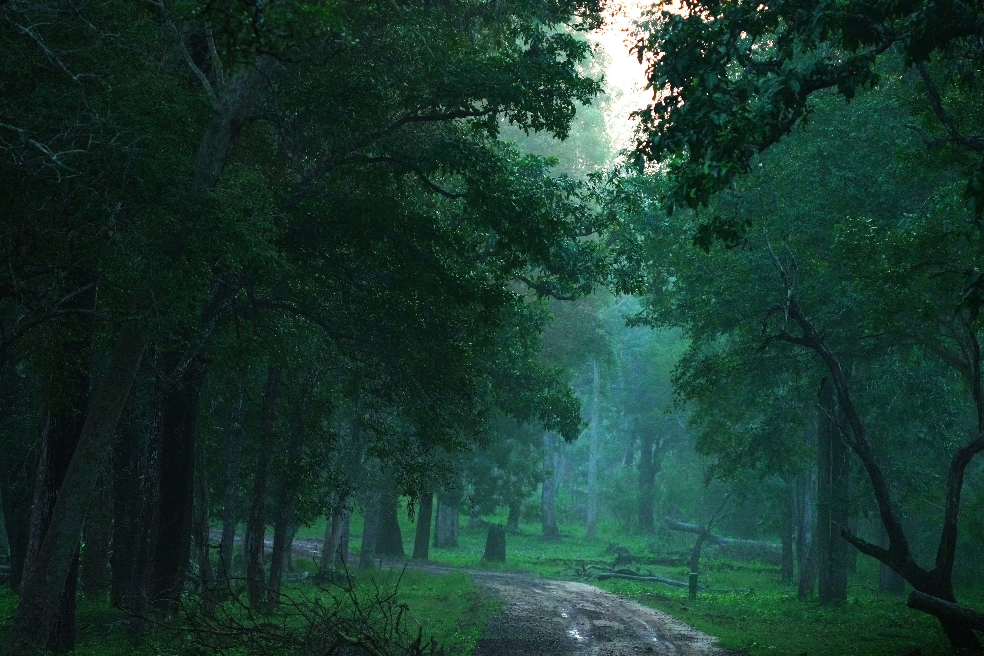 Misty forest path through tall trees