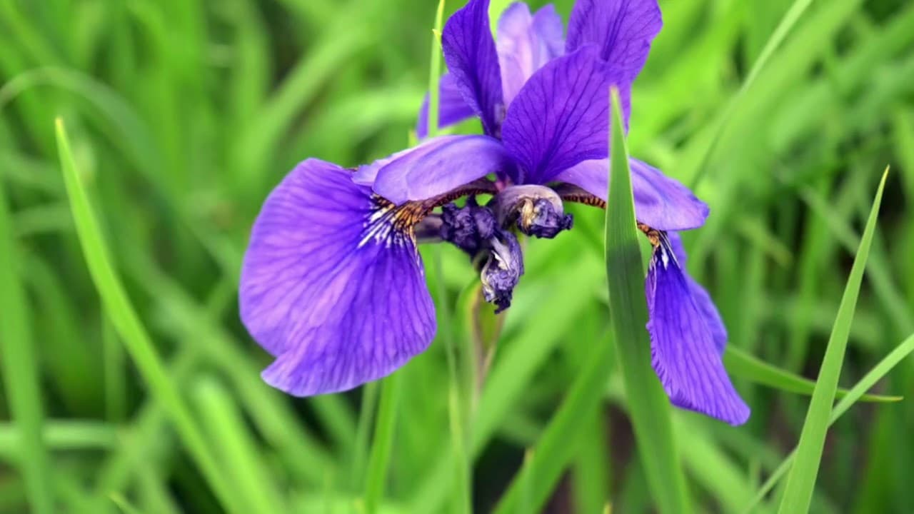 Still from “Intro to the boutique hotel Bamboo Retreat in Sikkim”, Bamboo Retreat Hotel’s own video